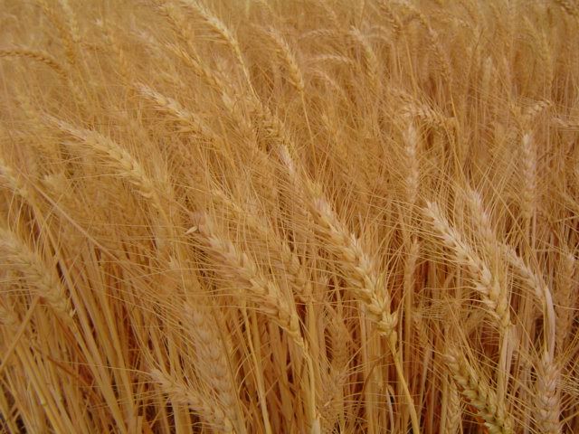 wheat